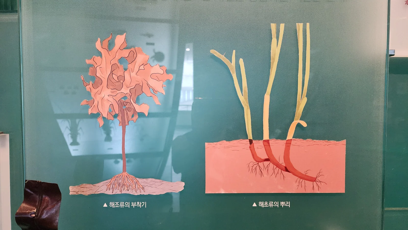 [초등 과학] 해조류 플랑크톤 - 씨큐리움 국립해양생물자원관
