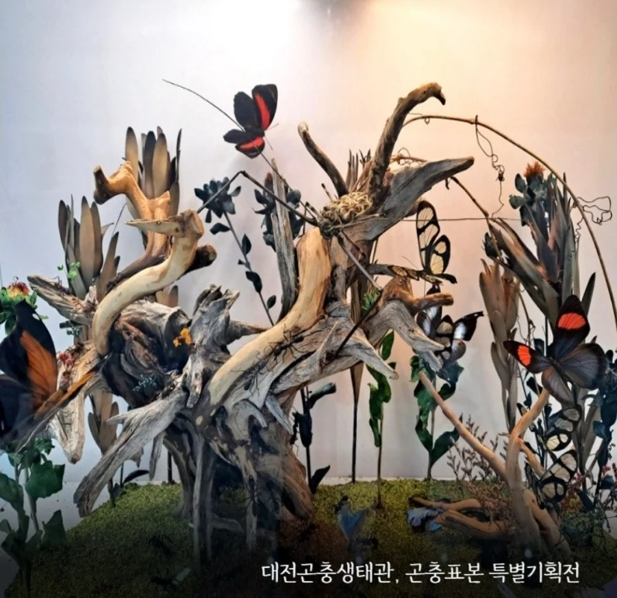대전곤충생태관 특별기획전인 "곤충표본과 디오라마" 전시 2023년 12월