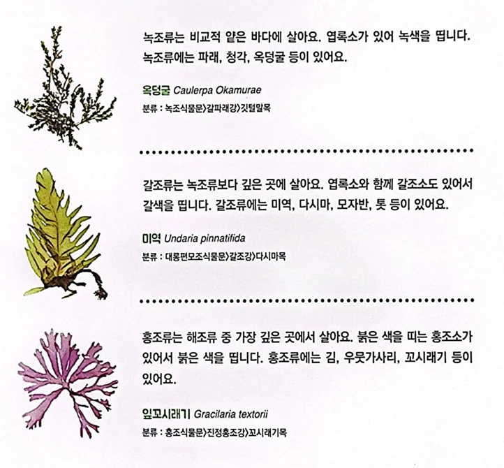 [초등 과학] 해조류, 무척추동물 - 씨큐리움 현장학습 학습지 포함