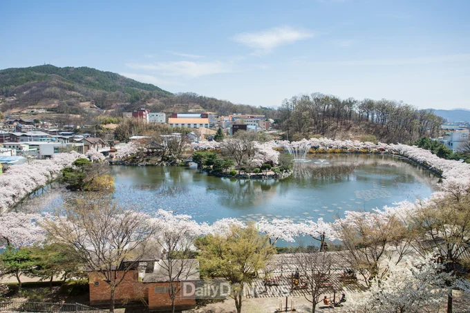 🌸 2025 연화지 벚꽃 페스타 – 낮과 밤, 벚꽃의 황홀한 변신! 🌙