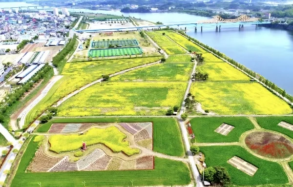 제20회 창녕낙동강유채축제: 140만 명이 찾는 봄의 향연 🌼🌿