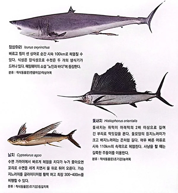 [초등 과학] 해조류, 무척추동물 - 씨큐리움 현장학습 학습지 포함